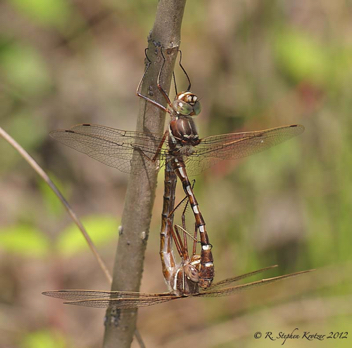 Didymops transversa, mating pair